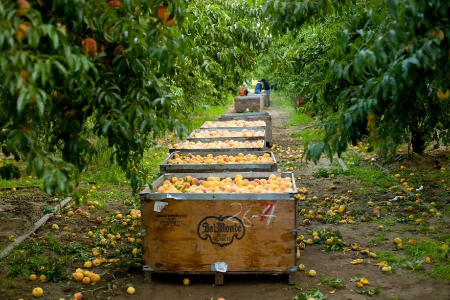 Liliya Donovan | Associate General Counsel | Del Monte Foods